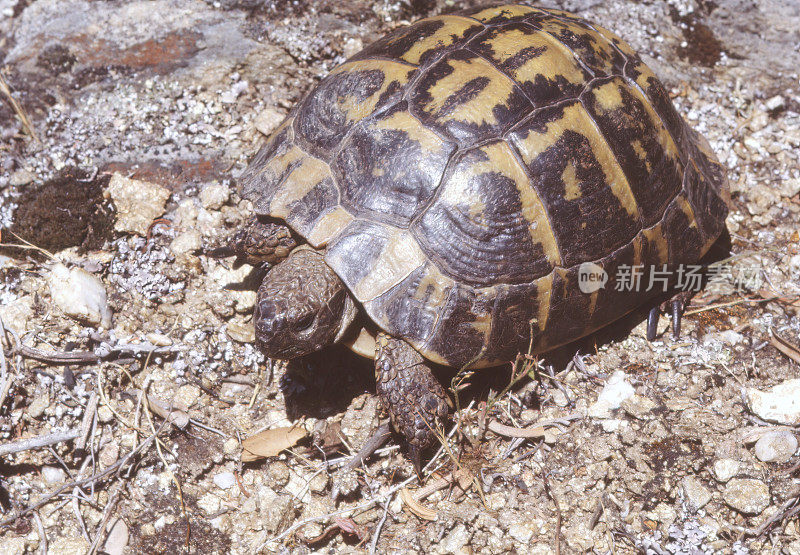 赫尔曼的（Testudo Hermanni）